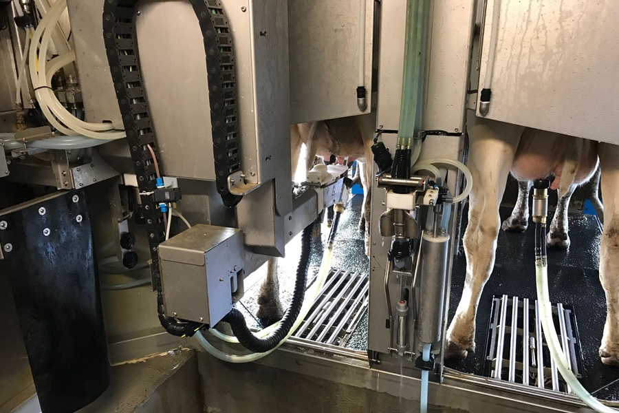 Milking Robot von Boumatic