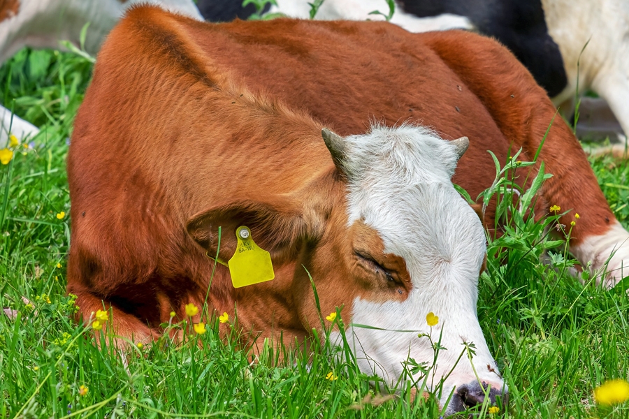 Milch beruhigt !