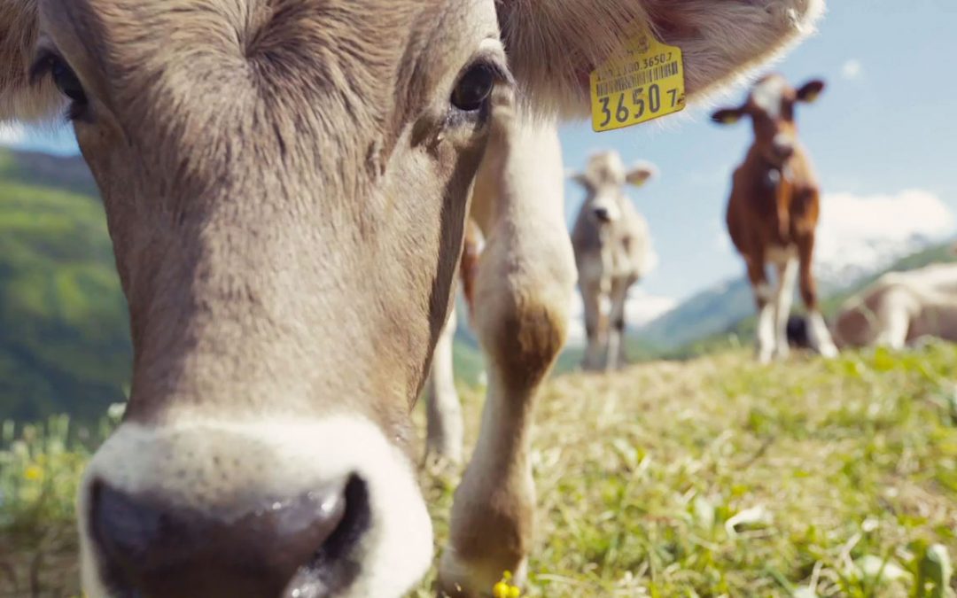 Menschen von jung bis alt für die Welt der Milch begeistern