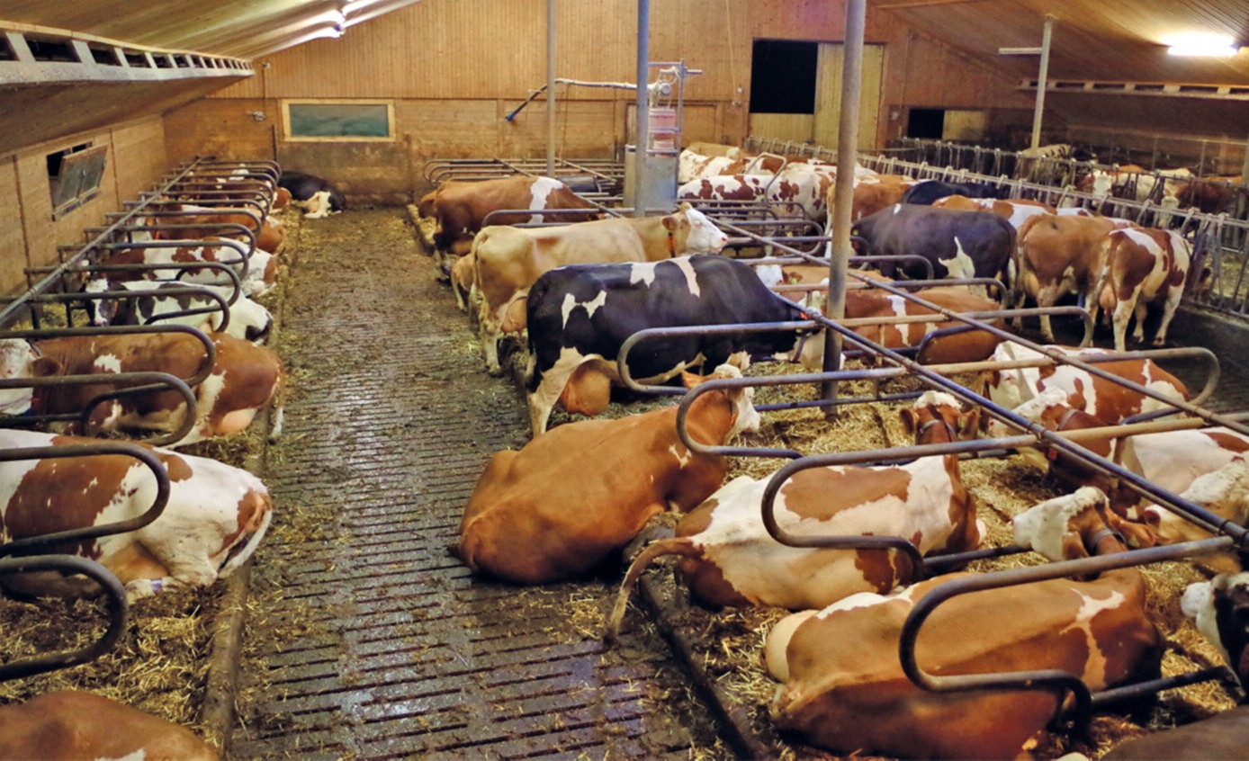 Kein Zufall: Gute Liegeboxen — Milchpur