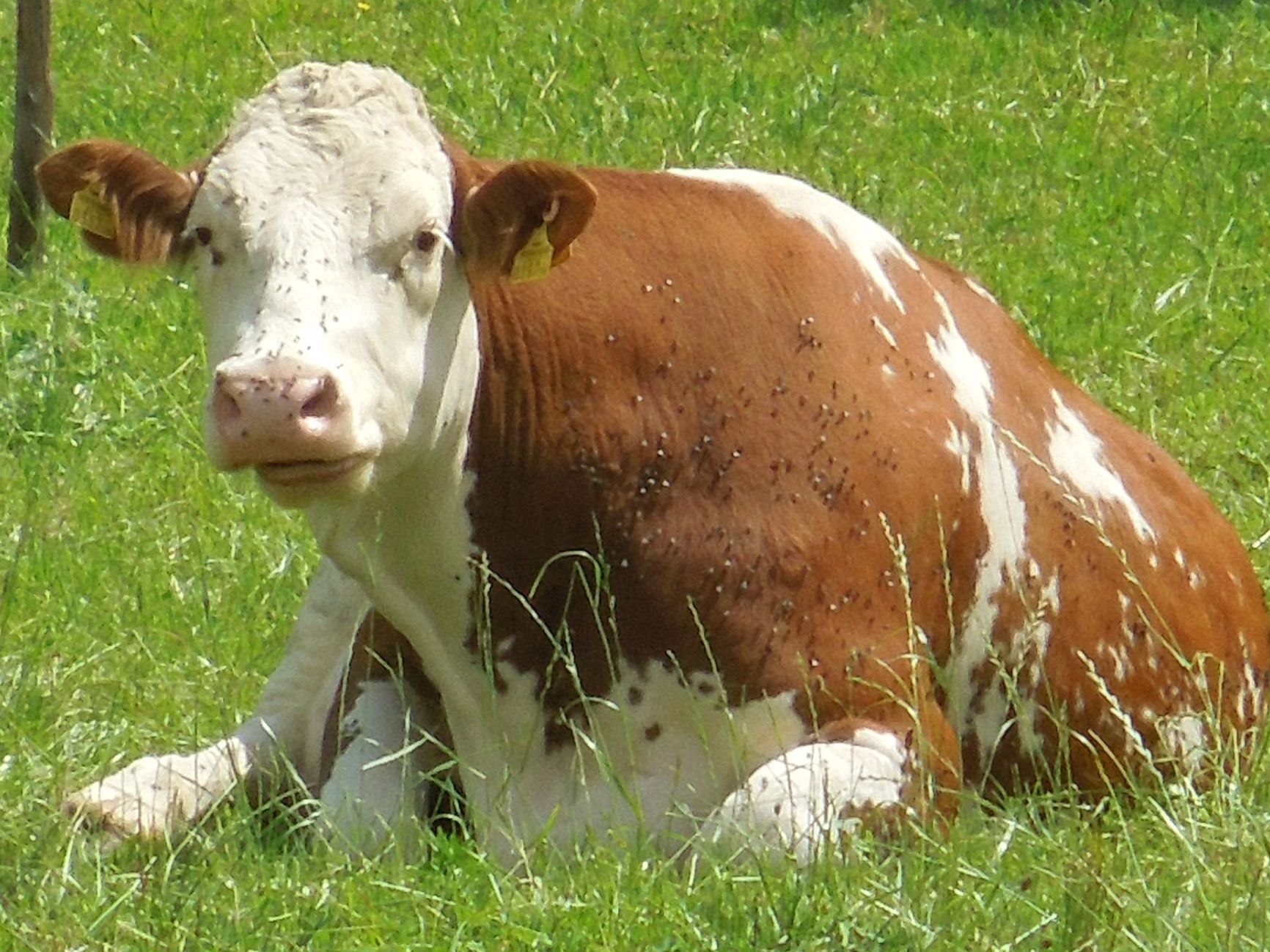 Euterentzundungen Bei Kalbinnen Und Trockensteher Milchpur