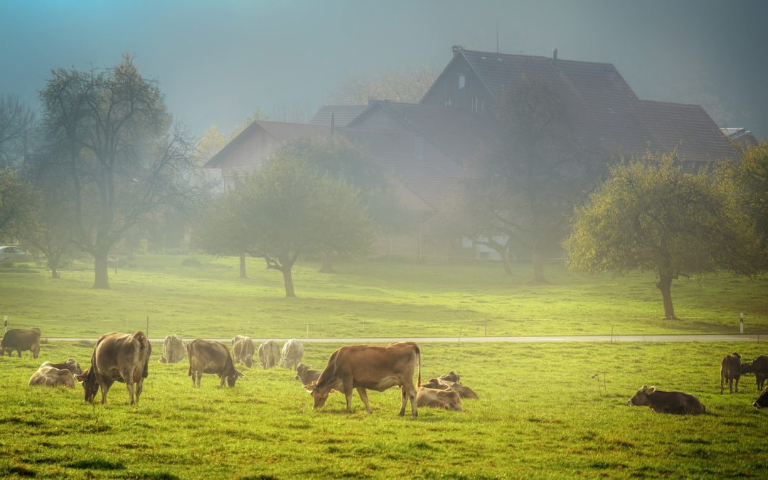 Mineralstoffversorgung auf der Weide