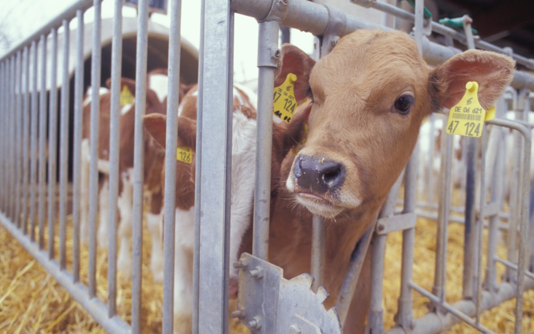 Die Milch macht‘s!