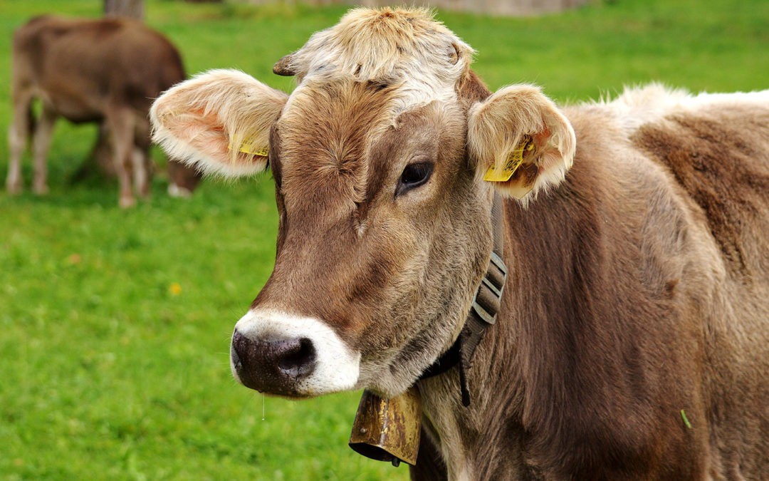 Die Parasiten im Blick