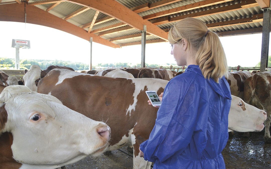 Die Kuh zahlt es in Milch zurück