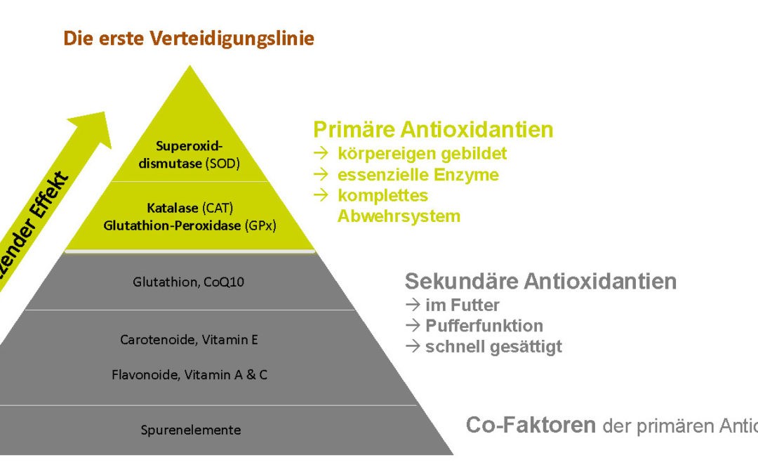 Eine Frage des Immunsystems