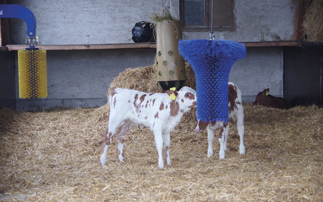 Mehr Tierwohl im Kälberstall
