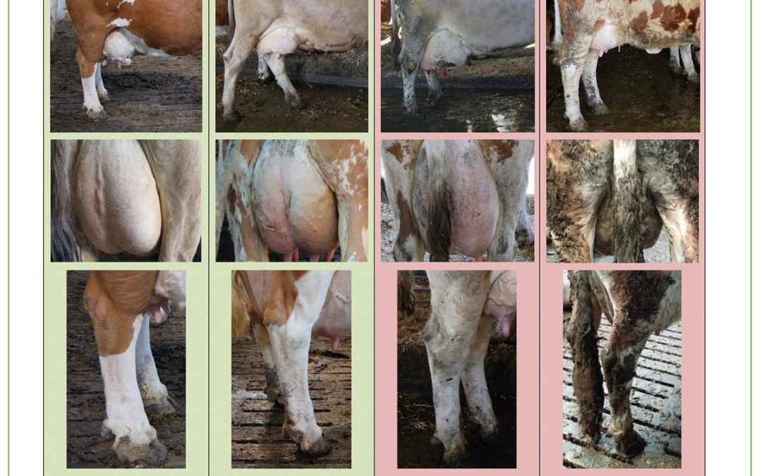Melkvorgang: Auf die Hygiene achten