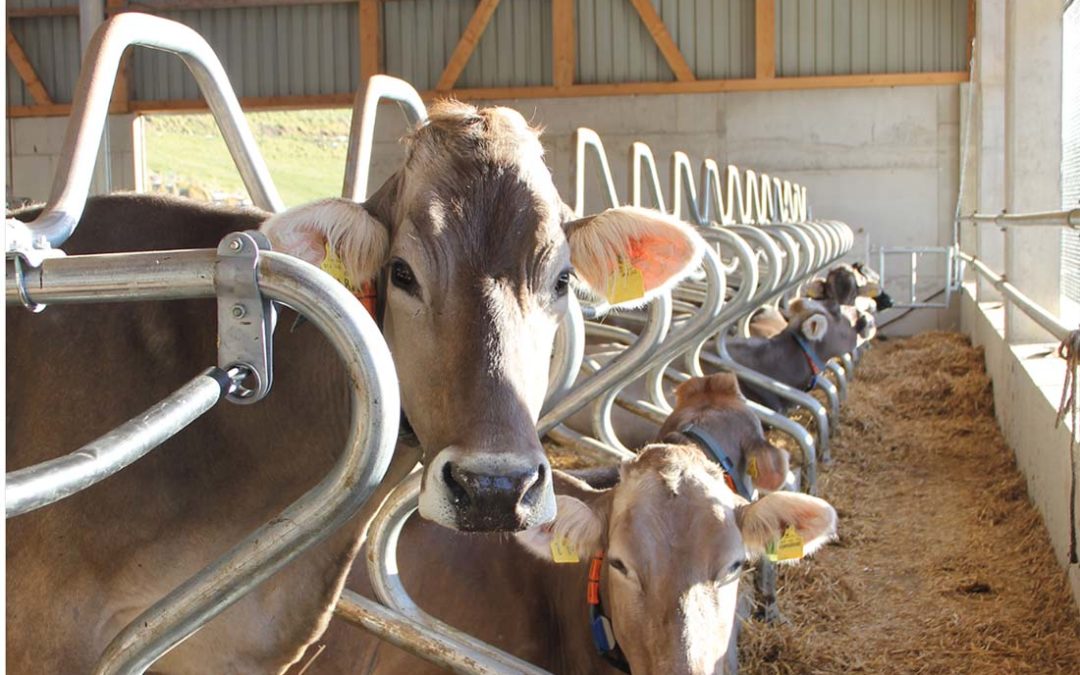 Stallumbauten für mehr tiergerechte Haltung