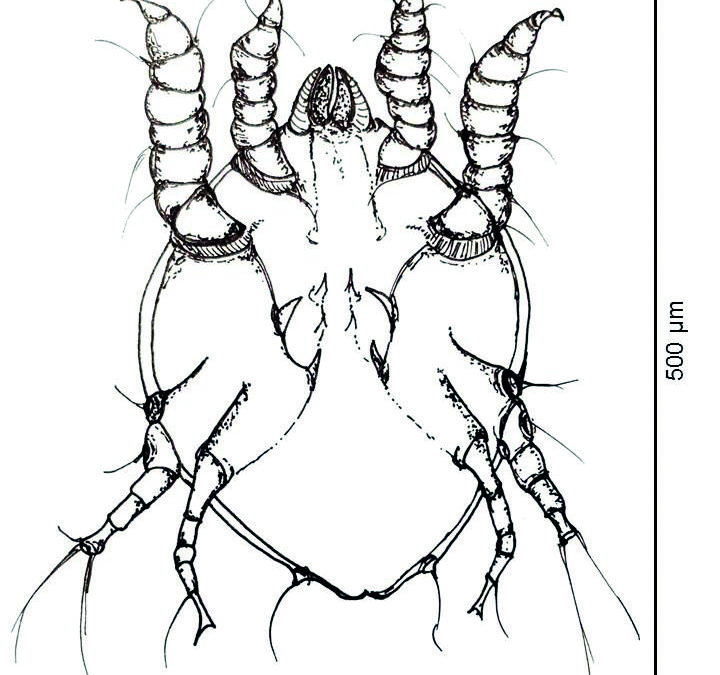 Milben: Unterschätzte Quälgeister