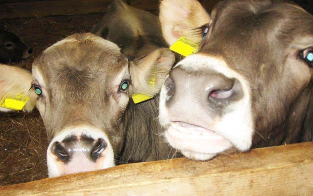 Einsatz von Antibiotika besser erfassen und dauerhaft senken