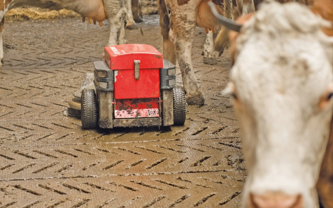 Biosicherheit und Hygiene im Rinderstall