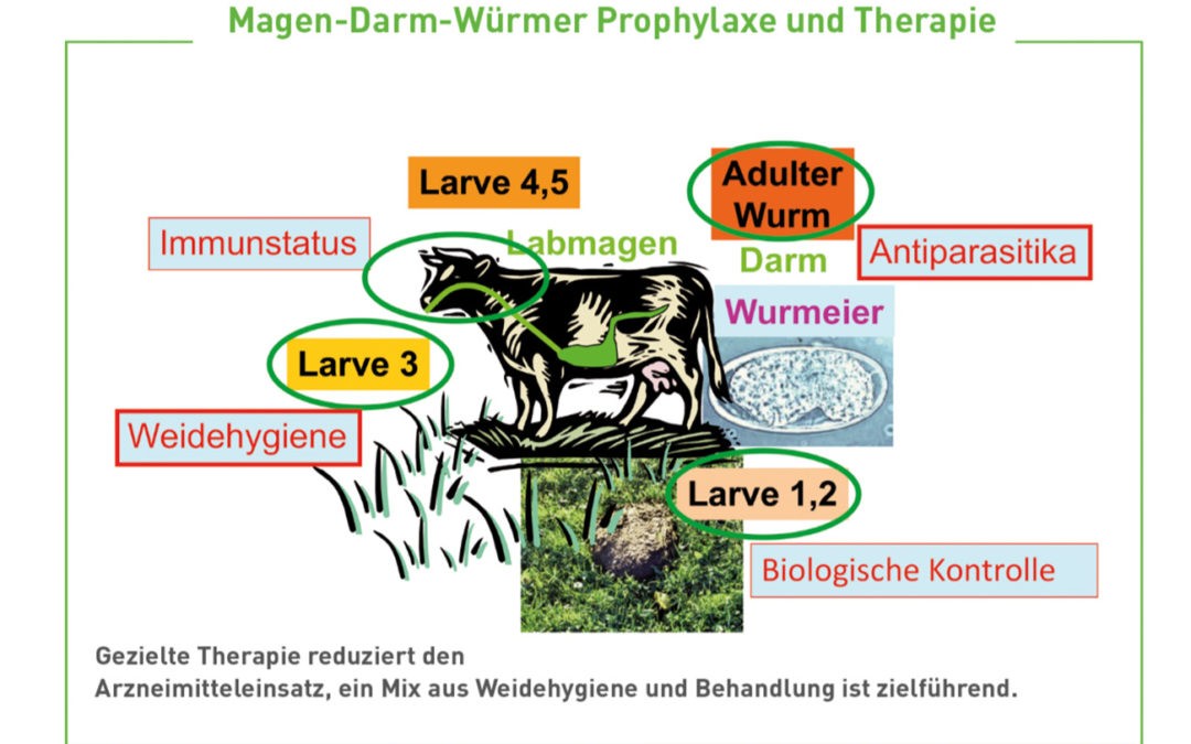 Was Weidetiere brauchen