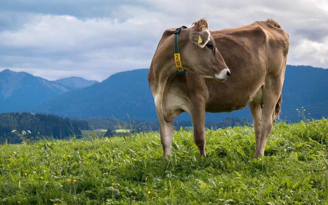 Studie zeigt Perspektiven der Milchwirtschaft bis 2030 auf