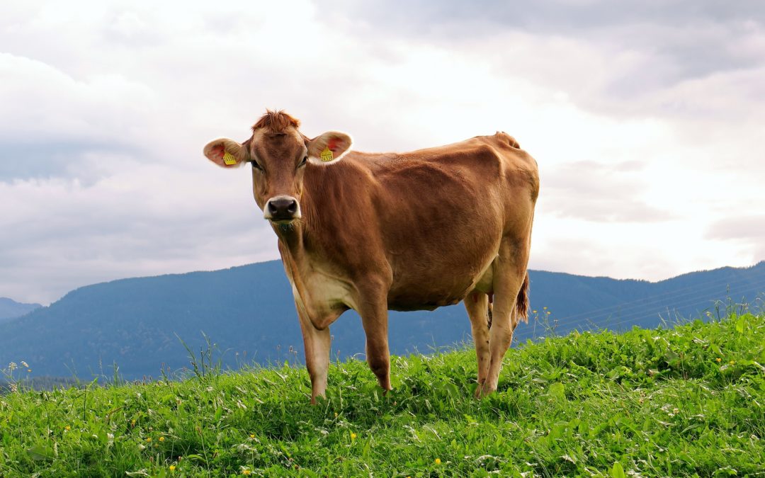 Tierhaltung zwischen Wunsch und Wirklichkeit