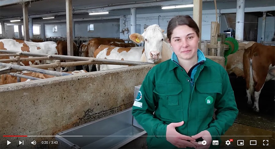 Optimale Wasserversorgung im Milchviehstall