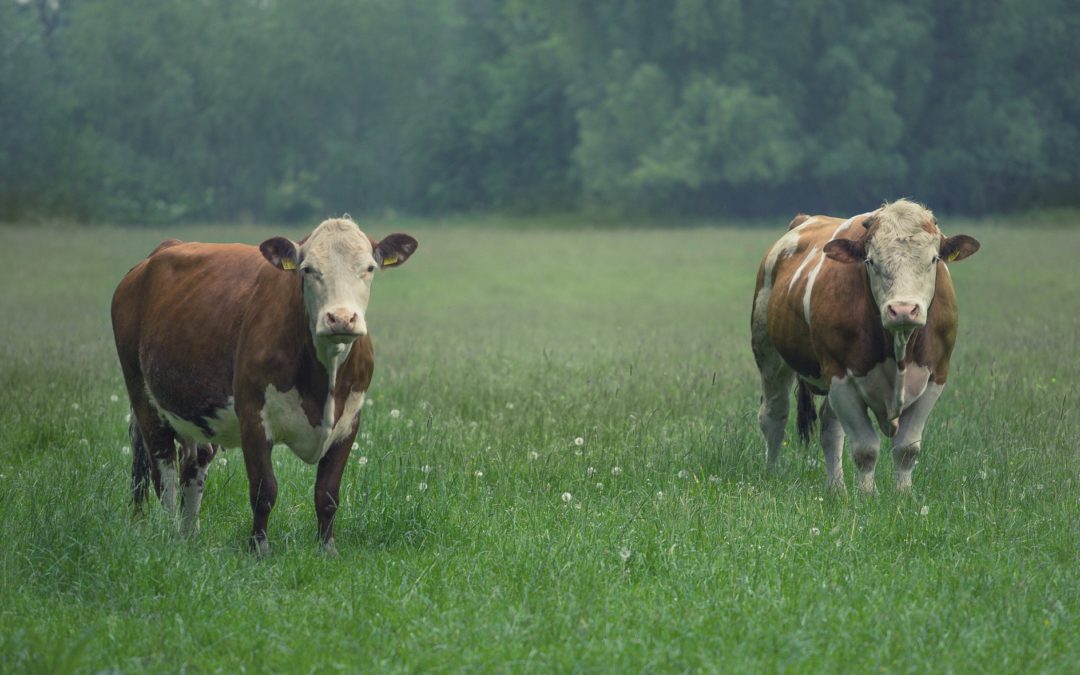 Tiermedizin: Einsatz von Antibiotika bei Masttieren sinkt