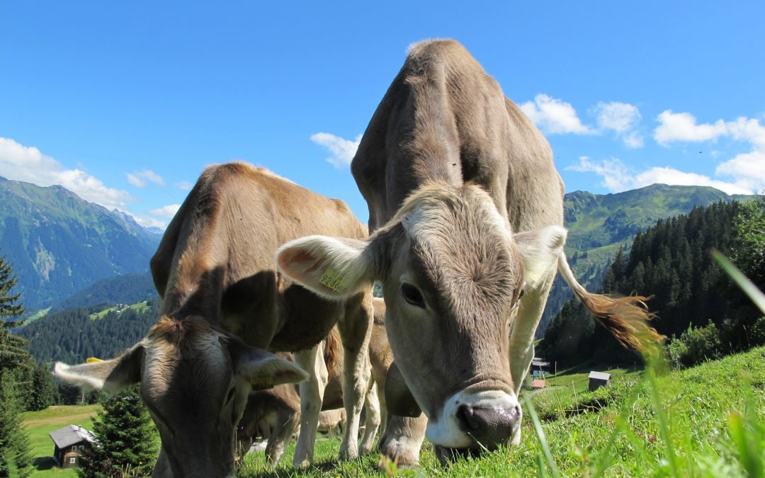 Ergebnisse der Milchleistungsprüfung in Österreich