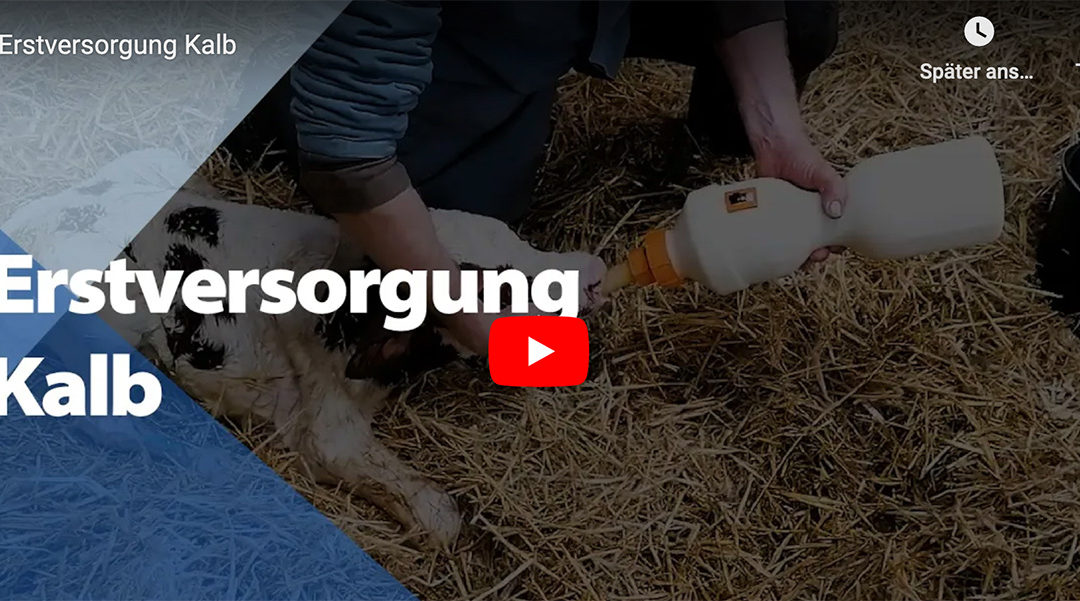 Erstversorgung Kalb