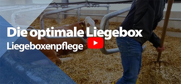Die optimale Liegebox – Liegeboxenpflege