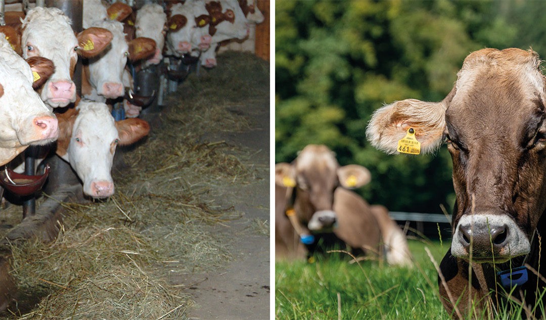 Zwischen Idyll und Skandal? Nutztierhaltung im Spannungsfeld