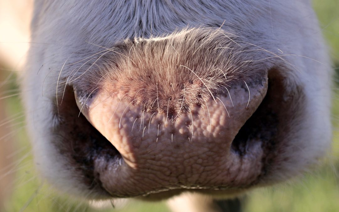 Weniger Treibhausgase durch Kühe