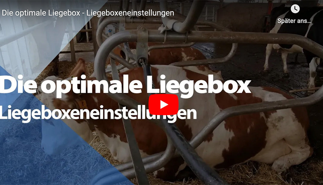 Die optimale Liegebox – Liegeboxeneinstellungen