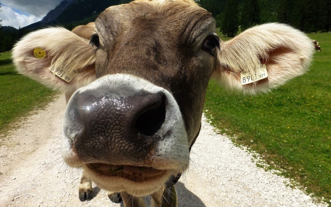 Gesunde Klauen – gesunde Kühe