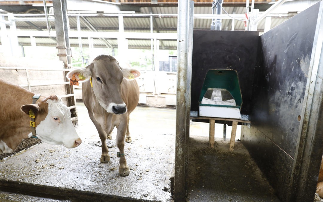 Methanausscheidung bei Milchkühen auf den Grund gehen