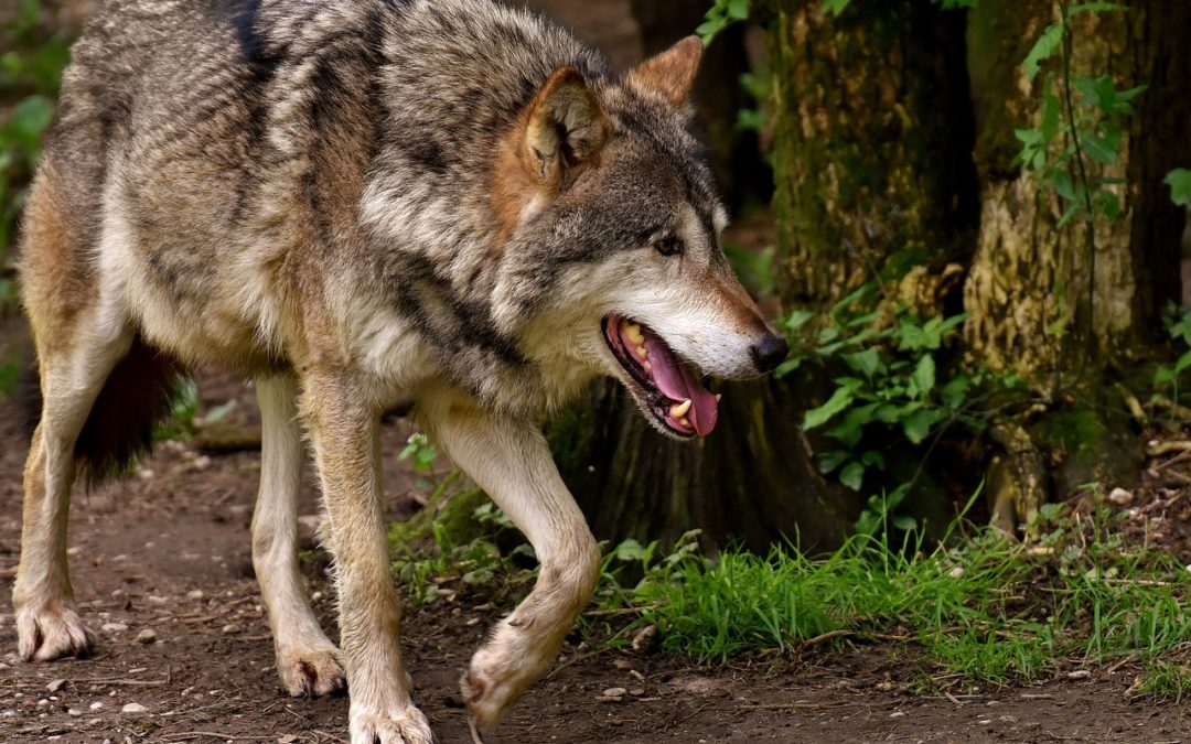 Was tun beim Verdacht auf Wolfsriss?