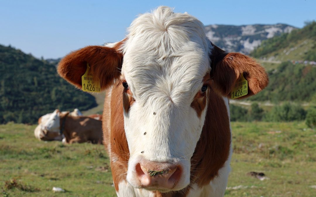 Sorgen zum neuen Tierarzneimittelgesetz