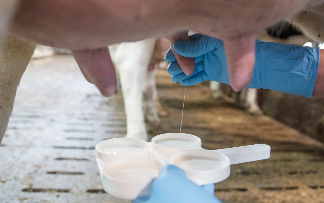 Die Milch unter der Lupe