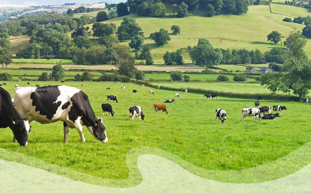 Im Südwesten gibt es auch Milch!