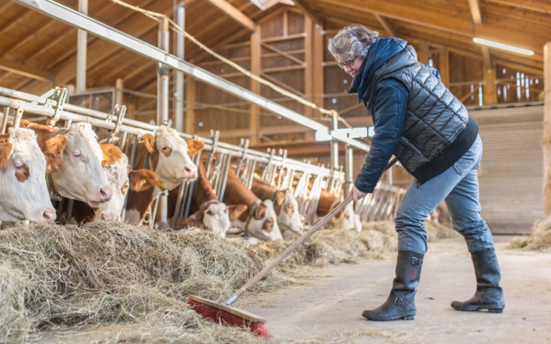 Stoffwechselerkrankung Milchfieber