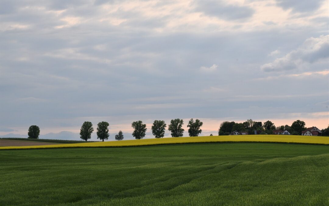 Zukunftsvision »Pflanzenernährung«
