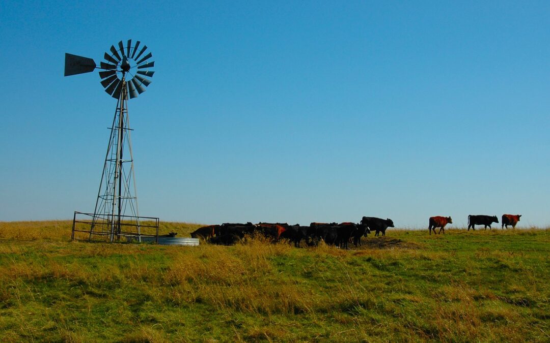 USA: Spuren vom Vogelgrippevirus in pasteurisierter Milch