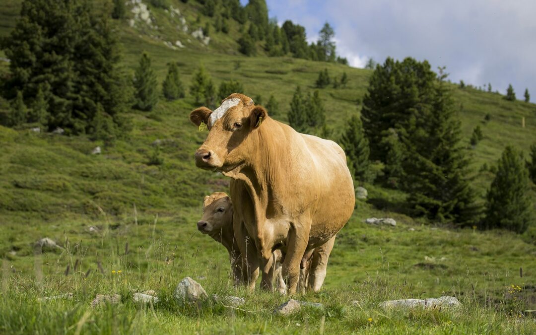 Erster Kryptosporidien-Impstoff zum Schutz von Kälbern erhält EU-Zulassung