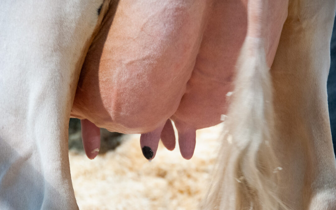Kennzahlen richtig einordnen: Eutergesundheit geht vor