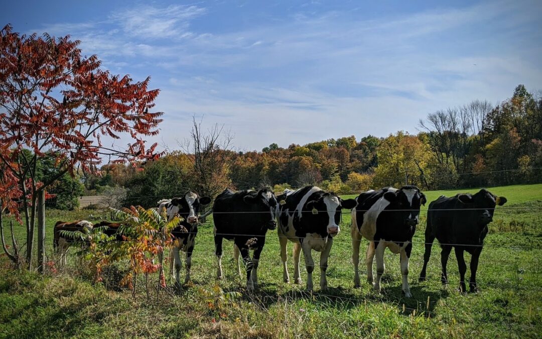 USDA-Marktbericht: Milchproduktion gesunken