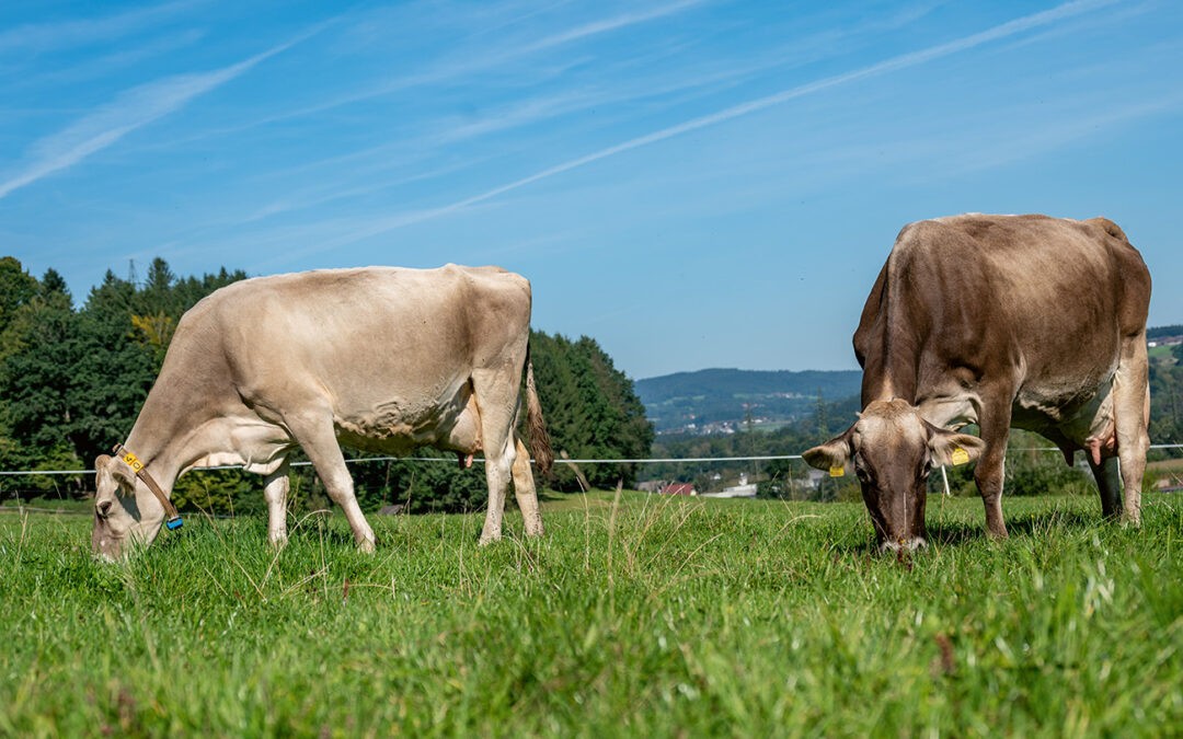 AMS im Bio-Stall?