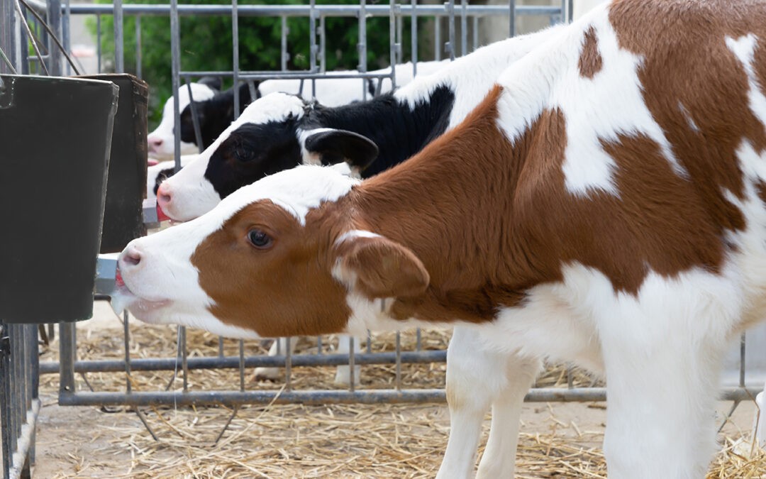 innoMOO übernimmt Vertrieb von Pectolit® für Deutschland