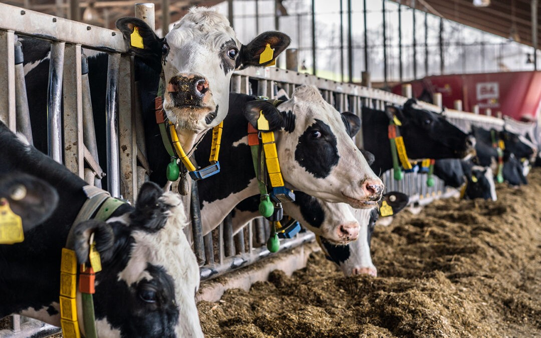 Impfstoff gegen das Blauzungenvirus Serotyp 3