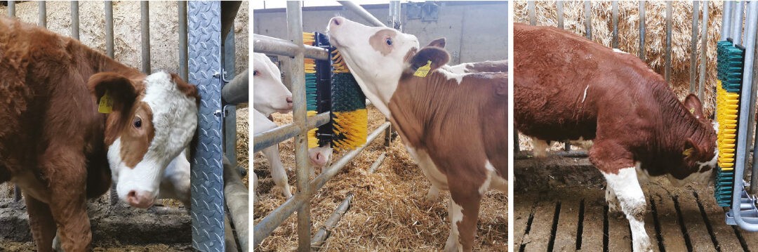 Verschiedene Scheuermöglichkeiten für mehr Tierwohl