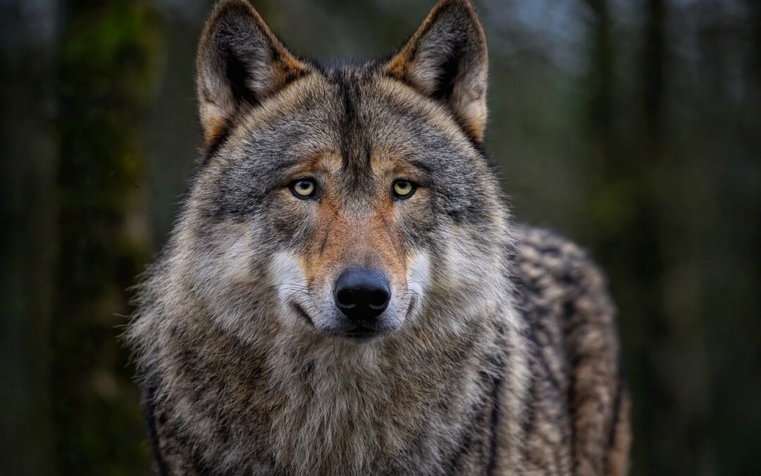 Wolfsangriffe: Wer zahlt bei Schäden?