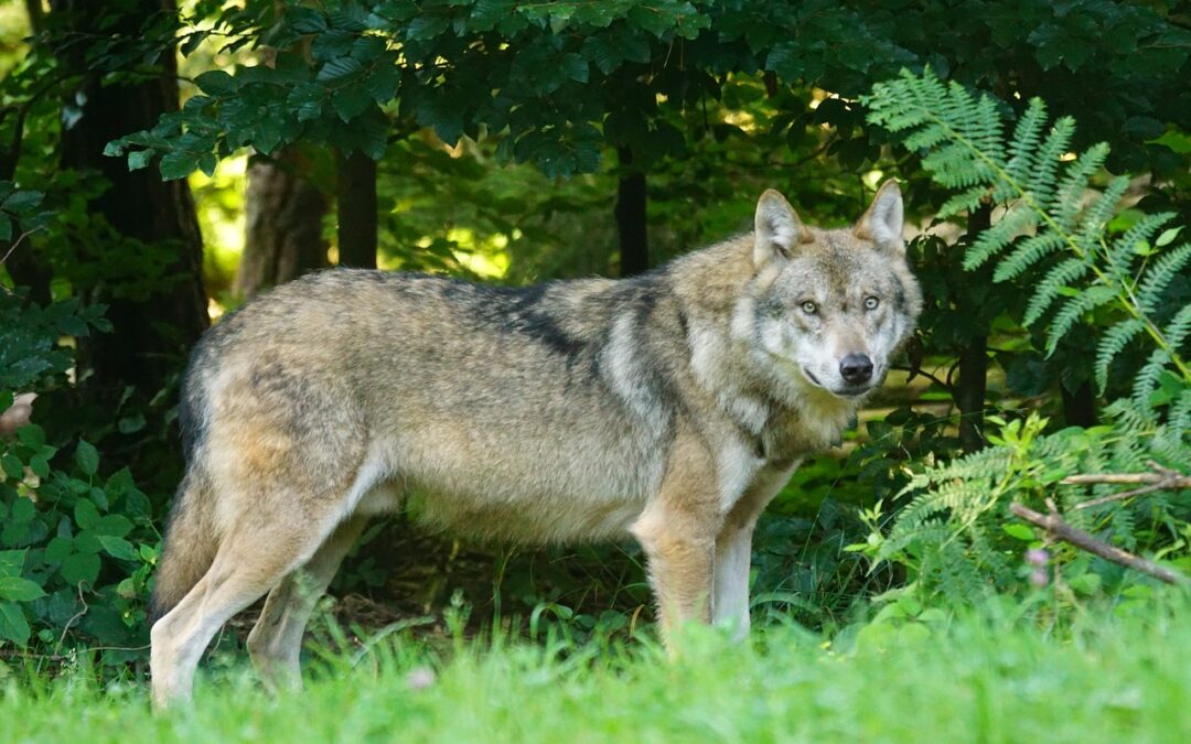 Meilenstein für besseren Schutz von Weidetieren