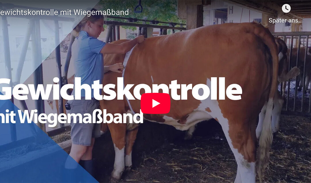 Gewichtskontrolle mit Wiegemaßband