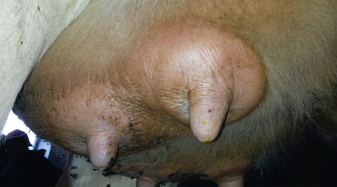 Mastitis frühzeitig erkennen