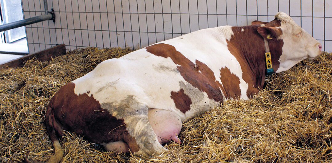 Milchfieber vorbeugen
