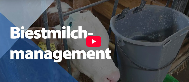 Biestmilchmanagement