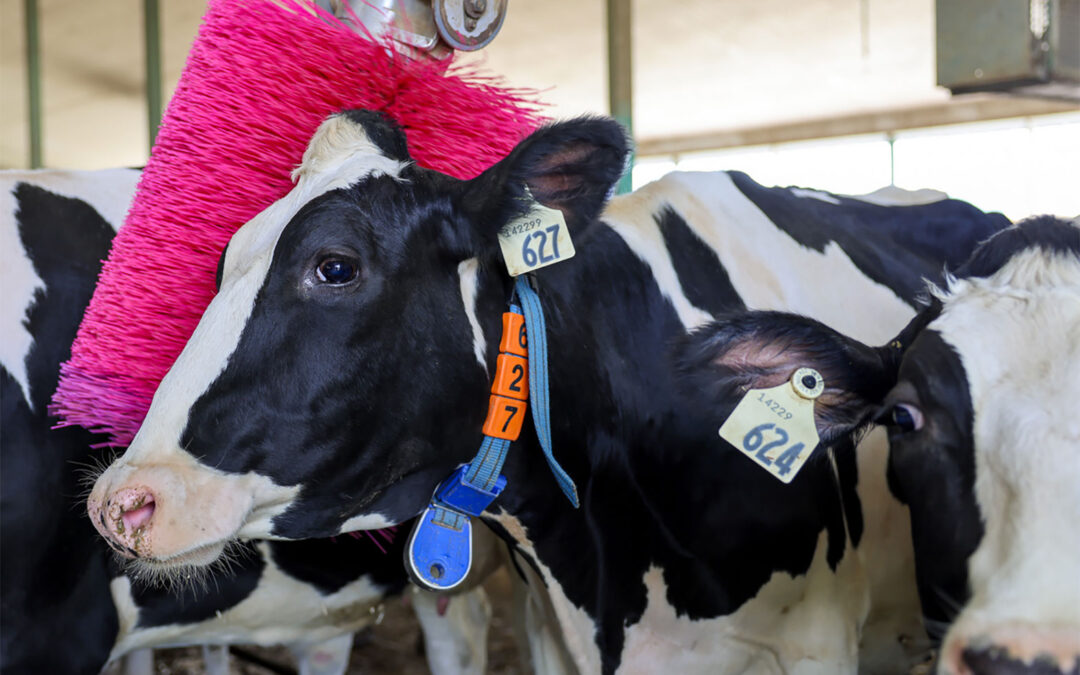 DeLaval setzt wieder auf Pink